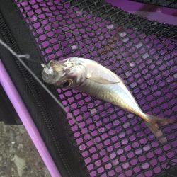 朝からジグサビキ